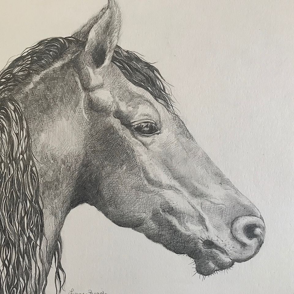 Linnea Pergola, Horse Drawing