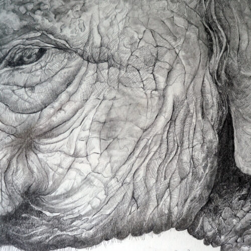 Pencil drawing of an elephant