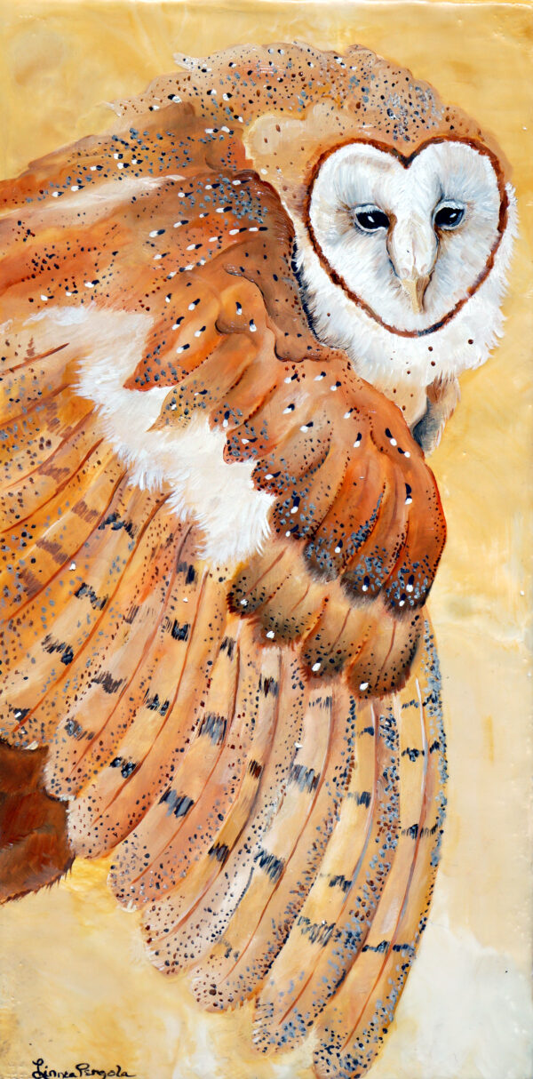 Barn Owl
