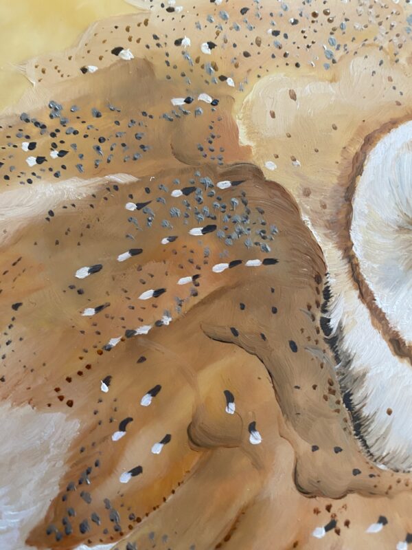 Barn Owl detail 1
