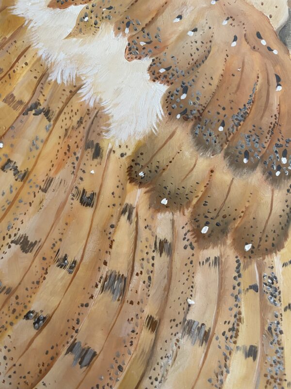 Barn Owl detail 2