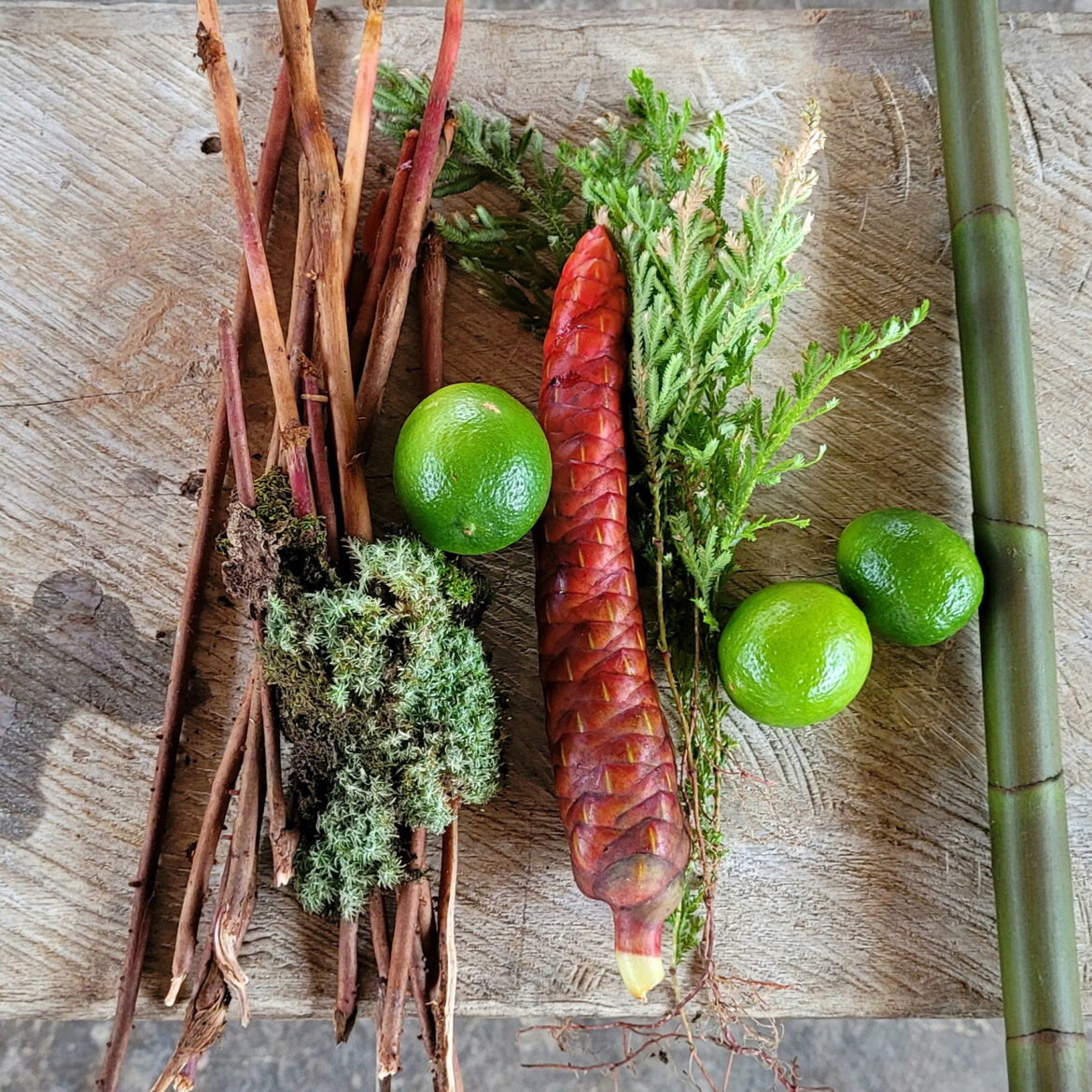 Small group collection of medicinal plants, Amazon Ecology, Peru