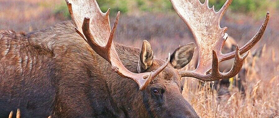 hand carved art from antlers on Artizan Made